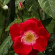 Kép 2/3 - Rosa 'Winky Girl' - vörös - virágágyi floribunda rózsa