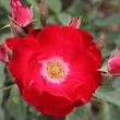 Kép 3/3 - Rosa 'Winky Girl' - vörös - virágágyi floribunda rózsa