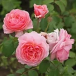 Kép 2/3 - Rosa 'Eeuwige Passie' - rózsaszín - virágágyi floribunda rózsa