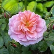 Kép 3/3 - Rosa 'Eeuwige Passie' - rózsaszín - virágágyi floribunda rózsa