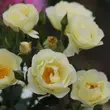 Kép 2/3 - Rosa 'Amourin' - sárga - parkrózsa