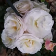 Kép 2/3 - Rosa 'VIissnowit' - fehér - virágágyi floribunda rózsa