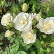 Kép 3/3 - Rosa 'VIissnowit' - fehér - virágágyi floribunda rózsa