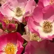 Kép 1/3 - Rosa 'Sirona' - rózsaszín - virágágyi floribunda rózsa