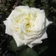 Kép 1/3 - Rosa 'Andreas Khol' - fehér - teahibrid rózsa