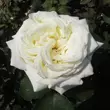 Kép 3/3 - Rosa 'Andreas Khol' - fehér - teahibrid rózsa