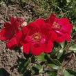 Kép 1/3 - Rosa 'Millard de Martigny' - vörös - climber, futó rózsa