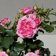 Kép 3/3 - Rosa 'Carola Hit®' - rózsaszín - törpe - mini rózsa