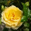 Kép 2/3 - Rosa 'Bari™' - sárga - virágágyi floribunda rózsa