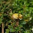 Kép 3/3 - Rosa 'Bari™' - sárga - virágágyi floribunda rózsa