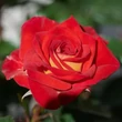 Kép 1/3 - Rosa 'Najac™' - vörös - virágágyi floribunda rózsa