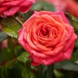 Kép 2/3 - Rosa 'Najac™' - vörös - virágágyi floribunda rózsa
