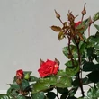 Kép 3/3 - Rosa 'Najac™' - vörös - virágágyi floribunda rózsa