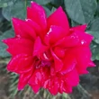 Kép 1/3 - Rosa 'Sissek™' - vörös - virágágyi floribunda rózsa
