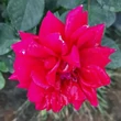 Kép 2/3 - Rosa 'Sissek™' - vörös - virágágyi floribunda rózsa