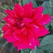 Kép 3/3 - Rosa 'Sissek™' - vörös - virágágyi floribunda rózsa