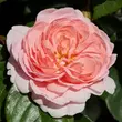 Kép 1/3 - Rosa 'Warvick™' - rózsaszín - virágágyi floribunda rózsa
