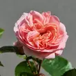 Kép 2/3 - Rosa 'Warvick™' - rózsaszín - virágágyi floribunda rózsa