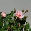 Kép 3/3 - Rosa 'Warvick™' - rózsaszín - virágágyi floribunda rózsa