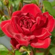 Kép 1/3 - Rosa 'Splendid™' - vörös - virágágyi floribunda rózsa