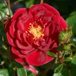 Kép 2/3 - Rosa 'Splendid™' - vörös - virágágyi floribunda rózsa