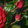 Kép 3/3 - Rosa 'Splendid™' - vörös - virágágyi floribunda rózsa