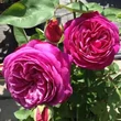 Kép 2/3 - Rosa 'Red Goldfluss' - vörös - teahibrid rózsa