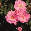Kép 2/3 - Rosa 'Footloose ™' - rózsaszín - talajtakaró rózsa