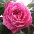 Kép 1/3 - Rosa 'Pink Goldfluss' - rózsaszín - nosztalgia rózsa