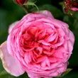 Kép 2/3 - Rosa 'Pink Goldfluss' - rózsaszín - nosztalgia rózsa