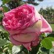 Kép 3/3 - Rosa 'Pink Goldfluss' - rózsaszín - nosztalgia rózsa
