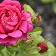 Kép 3/3 - Rosa 'Rodonit' - vörös - teahibrid rózsa