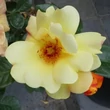 Kép 1/3 - Rosa 'Kenendure' - sárga - virágágyi floribunda rózsa
