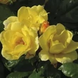 Kép 2/3 - Rosa 'Kenendure' - sárga - virágágyi floribunda rózsa