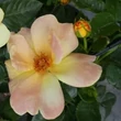 Kép 3/3 - Rosa 'Kenendure' - sárga - virágágyi floribunda rózsa