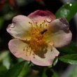 Kép 1/3 - Rosa 'Plaisanterie' - rózsaszín - sárga - virágágyi floribunda rózsa