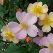 Kép 2/3 - Rosa 'Plaisanterie' - rózsaszín - sárga - virágágyi floribunda rózsa