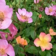 Kép 3/3 - Rosa 'Plaisanterie' - rózsaszín - sárga - virágágyi floribunda rózsa