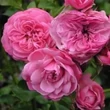 Kép 1/3 - Rosa 'Pirontina' - rózsaszín - climber, futó rózsa