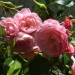 Kép 2/3 - Rosa 'Pirontina' - rózsaszín - climber, futó rózsa