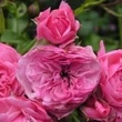 Kép 3/3 - Rosa 'Pirontina' - rózsaszín - climber, futó rózsa