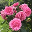 Kép 2/3 - Rosa 'Adalinalu' - rózsaszín - climber, futó rózsa