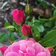 Kép 3/3 - Rosa 'Adalinalu' - rózsaszín - climber, futó rózsa