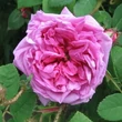Kép 1/3 - Rosa 'Julie de Mersan' - rózsaszín - történelmi - moha rózsa