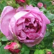 Kép 2/3 - Rosa 'Julie de Mersan' - rózsaszín - történelmi - moha rózsa