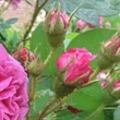 Kép 3/3 - Rosa 'Julie de Mersan' - rózsaszín - történelmi - moha rózsa