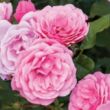 Rosa 'Dunav™' - rózsaszín - virágágyi floribunda rózsa