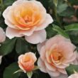 Rosa 'Drina™' - sárga - virágágyi floribunda rózsa