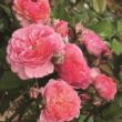 Rosa 'Katarina ™' - rózsaszín - nosztalgia rózsa