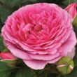 Rosa 'Mileva™' - rózsaszín - nosztalgia rózsa